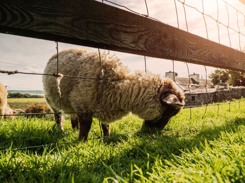 Farm Fence Service Cost — Cost of Farm Fence Service